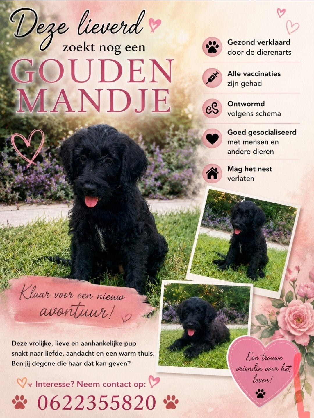 Labradoodle pups, Overige rassen, 8 tot 15 weken, Meerdere, Meerdere dieren