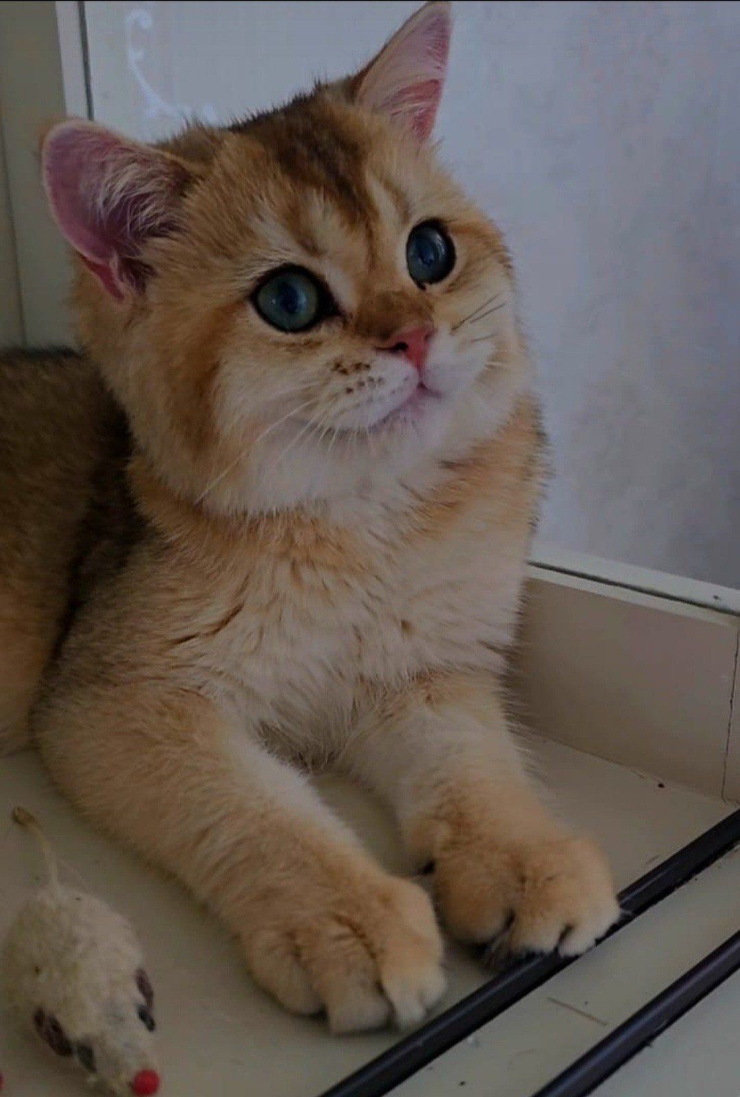 BRITSE KORTHAAR KITTENS,GOLDEN SCHADEDNY11,BLUE GOLDEN AY11, Meerdere dieren