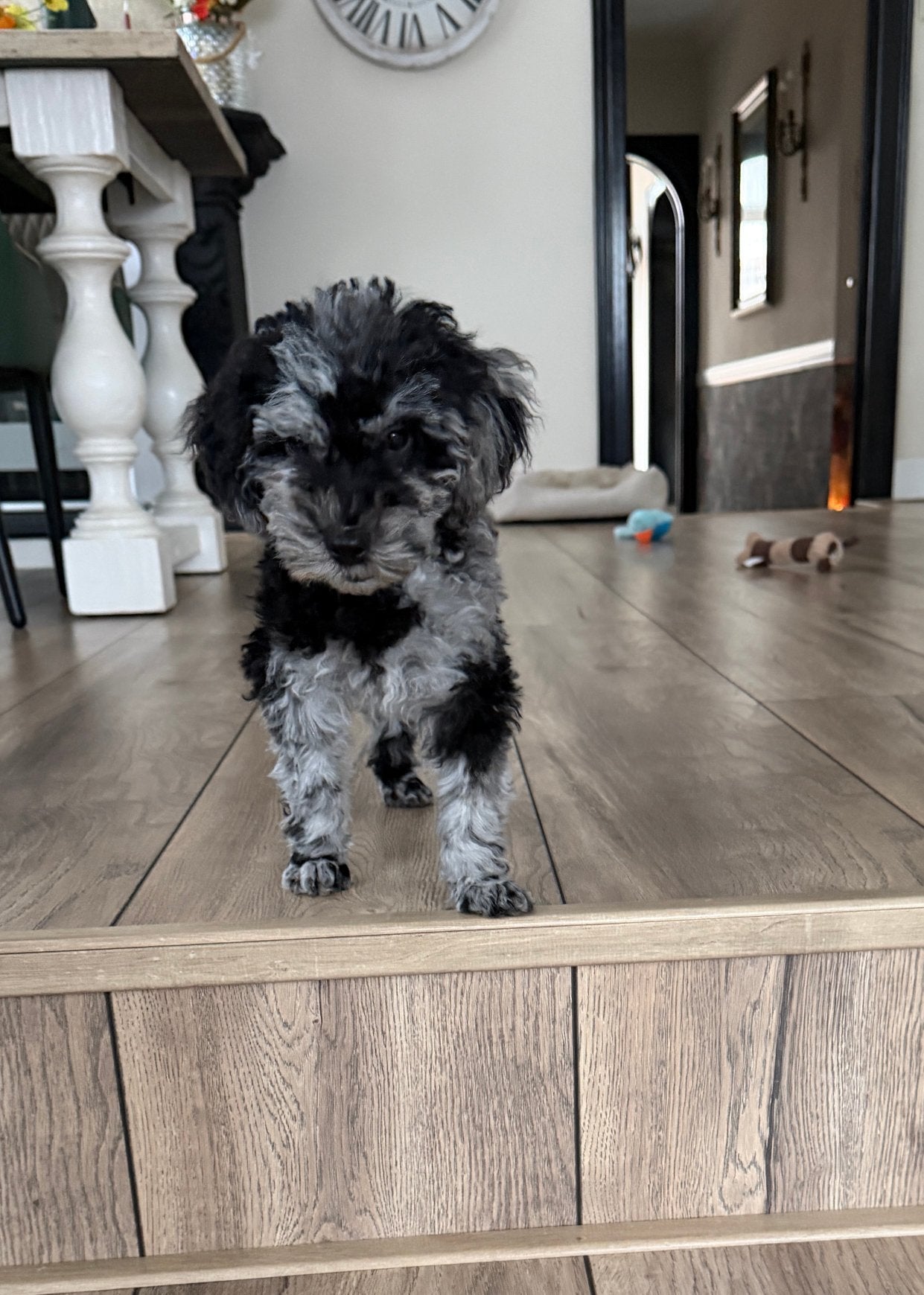 Toypoedel pup mini, Dieren en Toebehoren, Poedel, Parvo, Reu, 8 tot 15 weken
