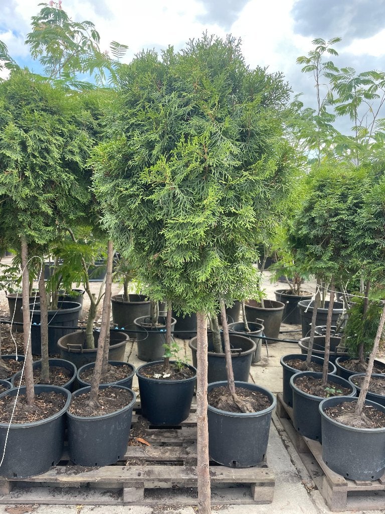 Thuja Smaragd op stam, Tuin en Terras, Planten | Bomen, Bloeit niet, Halfschaduw, Minder dan 100 cm, Ophalen
