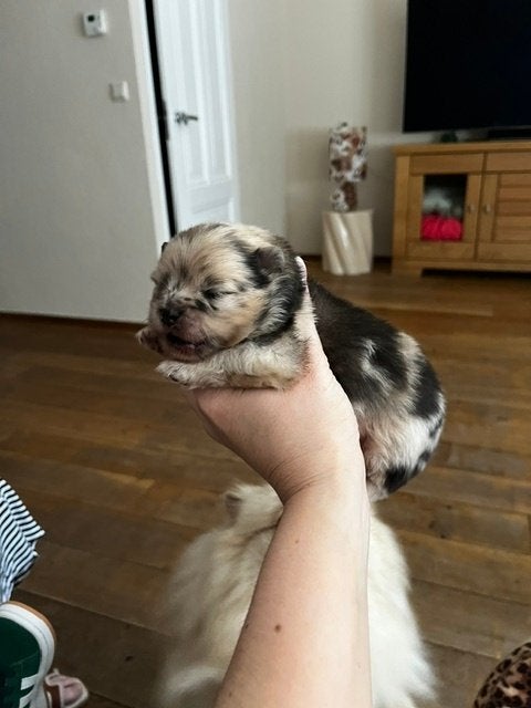 Prachtige Blue Merle Pomeriaan pups, Dieren en Toebehoren, 8 tot 15 weken, Meerdere, Meerdere dieren, Nederland