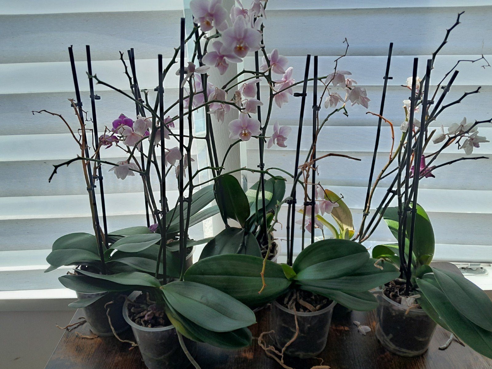 6 x orchidee, Ophalen of Verzenden, Volle zon, Minder dan 100 cm