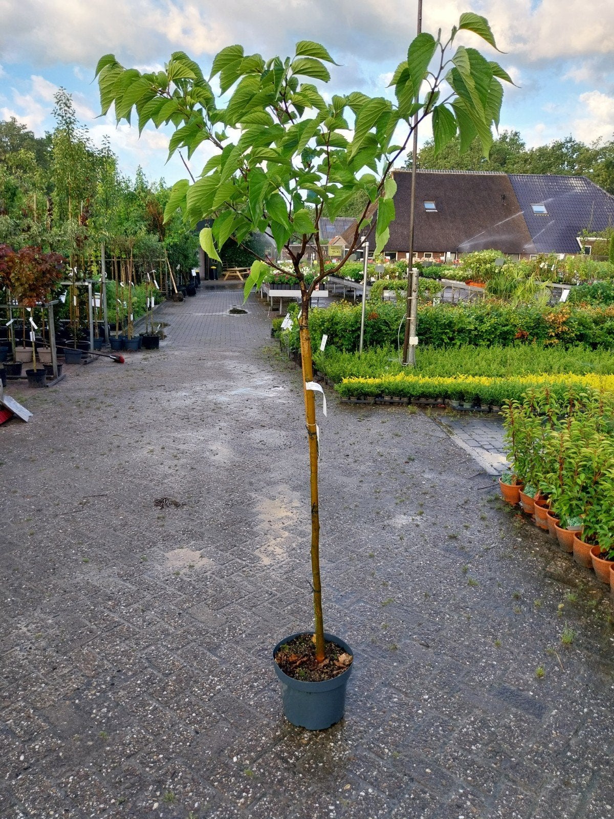 Morus Alba Macrophylla - Moerbei met grote bladeren, Ophalen, Lente, Overige soorten, Volle zon