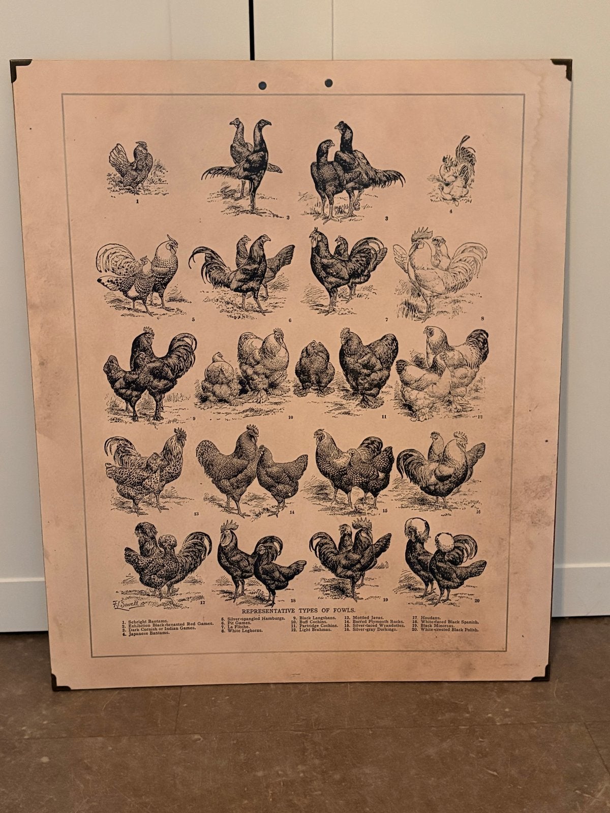 Antieke reproductie kippenrassen 50x60cm, Huis en Inrichting, Ophalen, 50 – 75, Gebruikt, Print