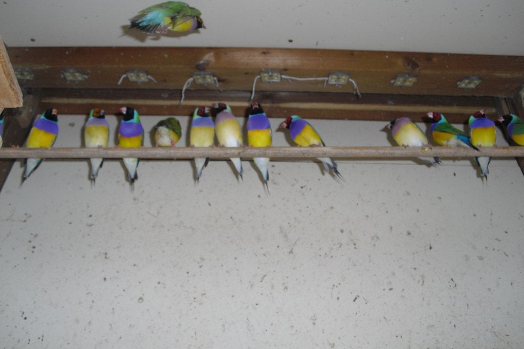 Gouldamadines 100% natuurbroed, Dieren en Toebehoren, Meerdere dieren, Tropenvogel, Geringd