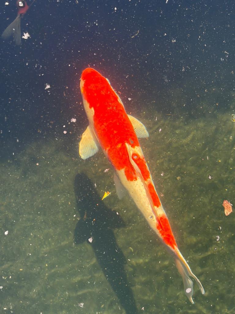 Koi karpers