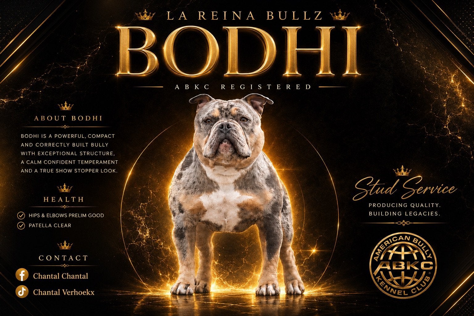 american bully pocket dekreu, Reu, 1 tot 2 jaar, Parvo, Eén hond