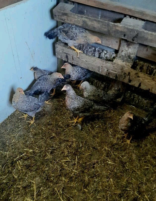 Te koop 8 mooie Welsumer x Cream legbar kippen., Dieren en Toebehoren, Pluimvee, Vrouwelijk, Kip