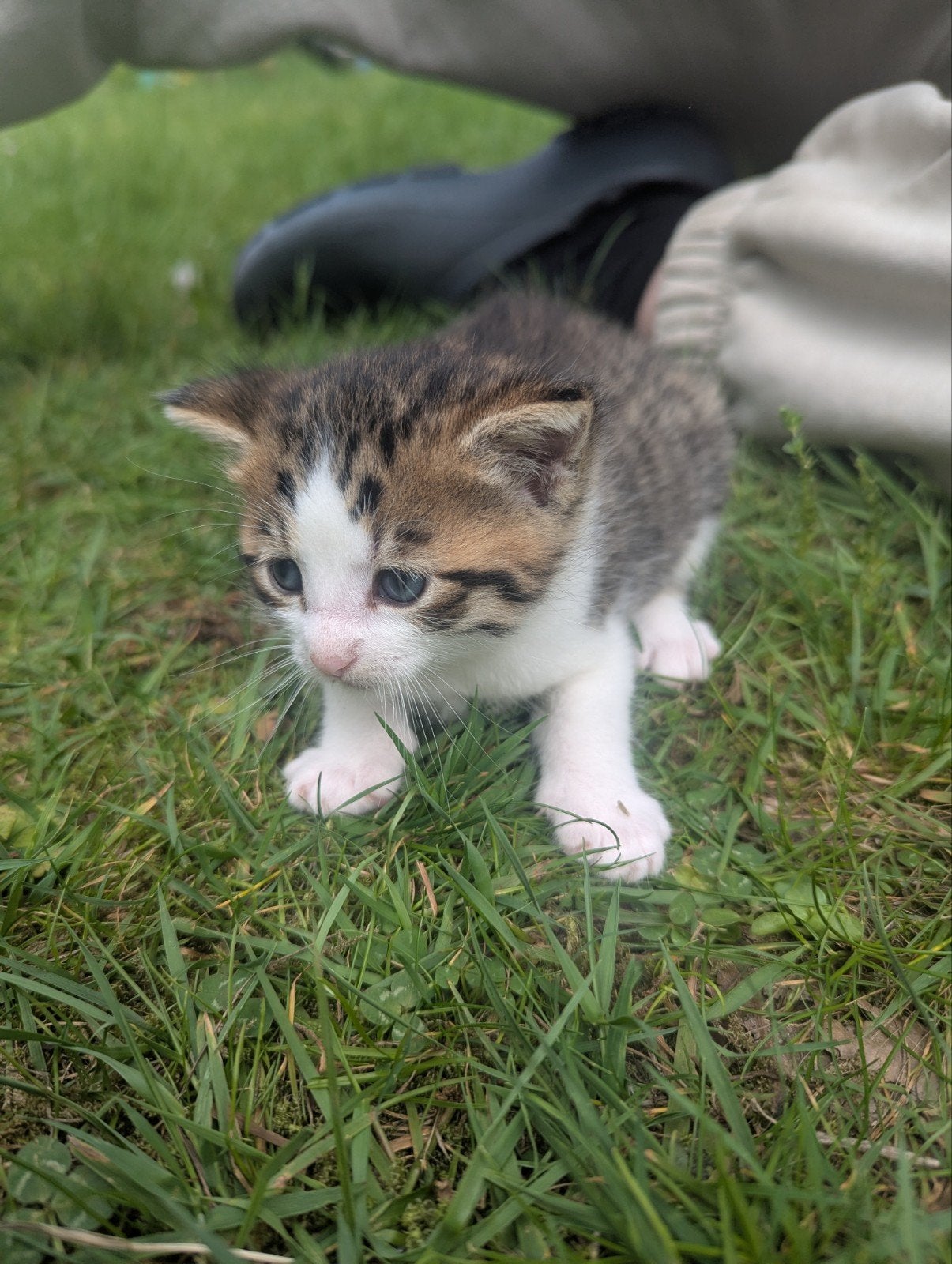 6 boederij kittens, Dieren en Toebehoren, Katten en Kittens | Overige Katten, Meerdere dieren