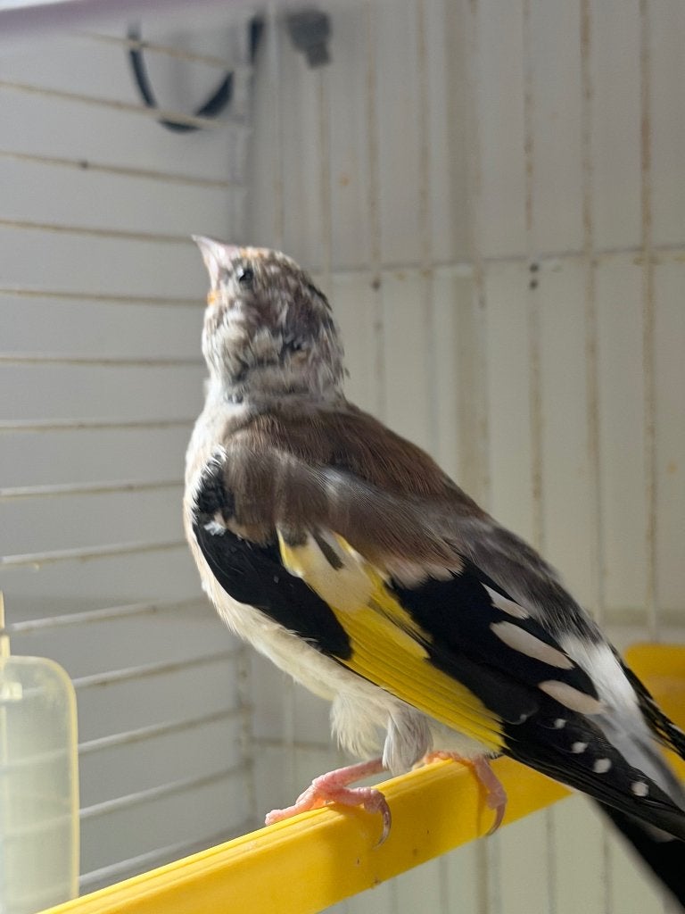 Te koop zeer mooie XL majoor putter pop van 2026, Dieren en Toebehoren, Vrouwelijk, Wildzangvogel, Tam