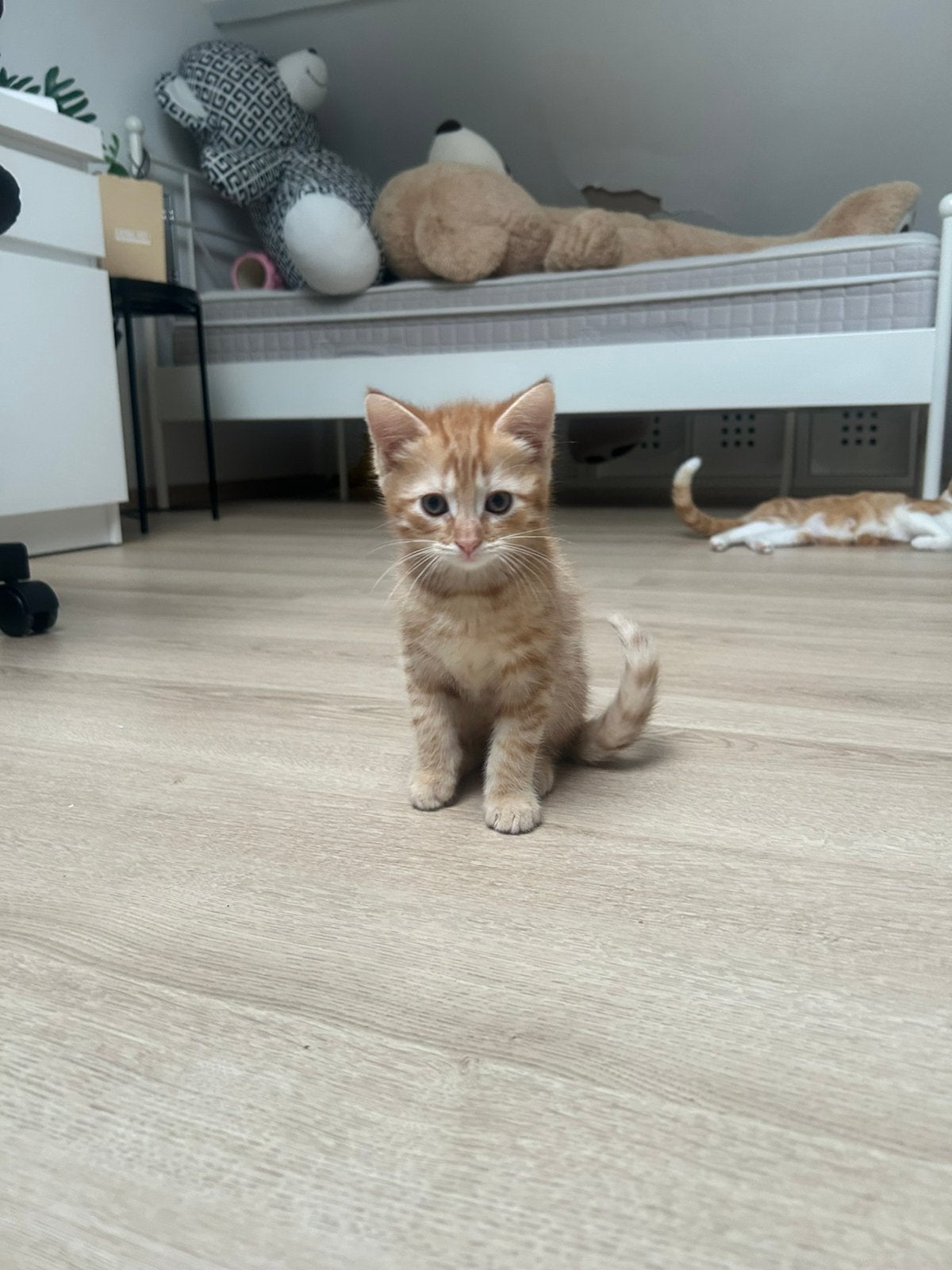 Prachtige zwart/wit/oranje gekleurde kittens, Dieren en Toebehoren, Katten en Kittens | Overige Katten, Meerdere dieren, Kortharig