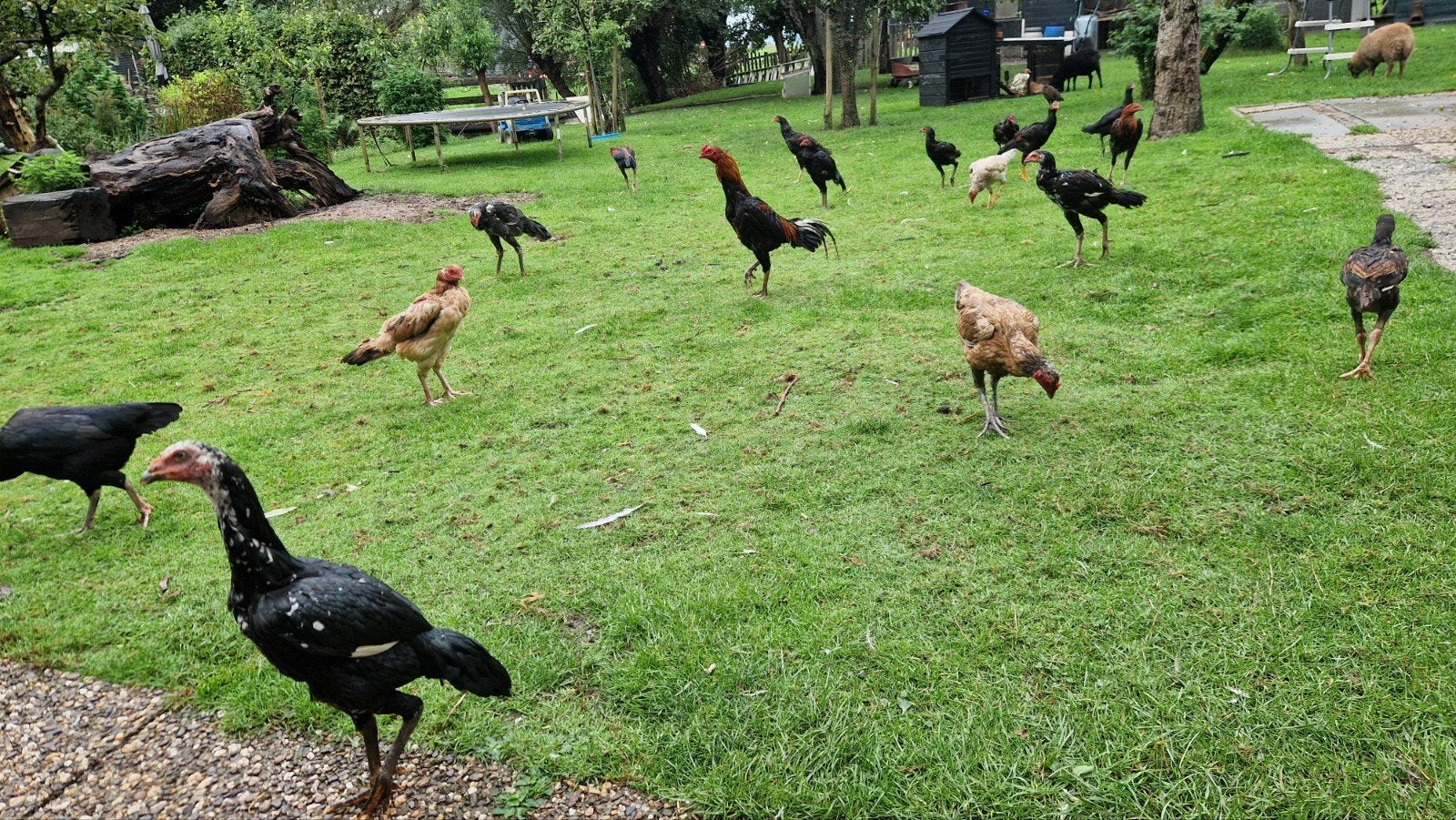 bastaard jong en oude hennen., Dieren en Toebehoren, Meerdere dieren, Kip