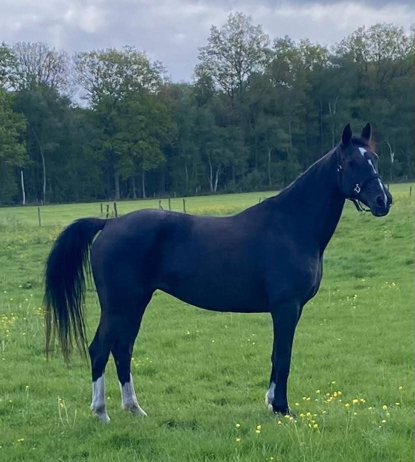 KWPN 16 jaar Merrie, Merrie, Minder dan 160 cm, B, Dressuurpaard