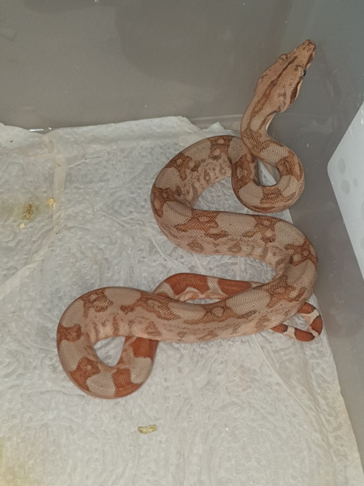 Jonge boa constrictors (Hypo het Albino T+50% het leopard, S, Dieren en Toebehoren, Slang, 0 tot 2 jaar