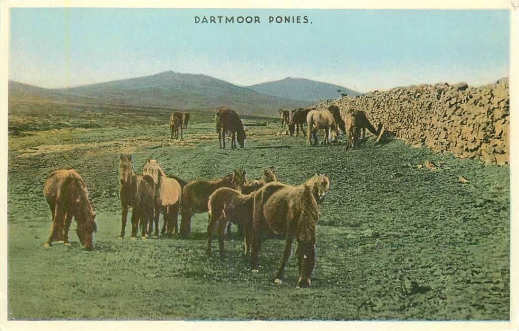 381-464-039 Dartmoor Ponies, Verzenden, Voor 1920, Engeland