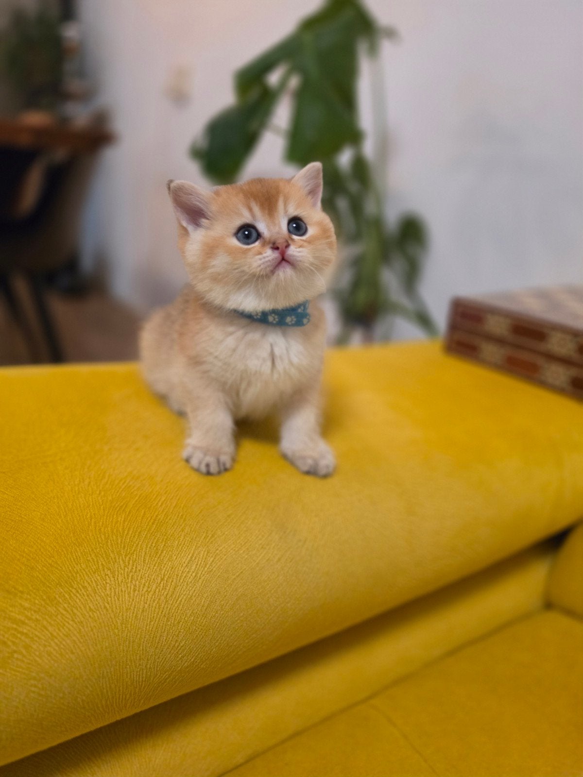 Britse korthaar kittens BKH, Meerdere dieren, Ontwormd, 0 tot 2 jaar