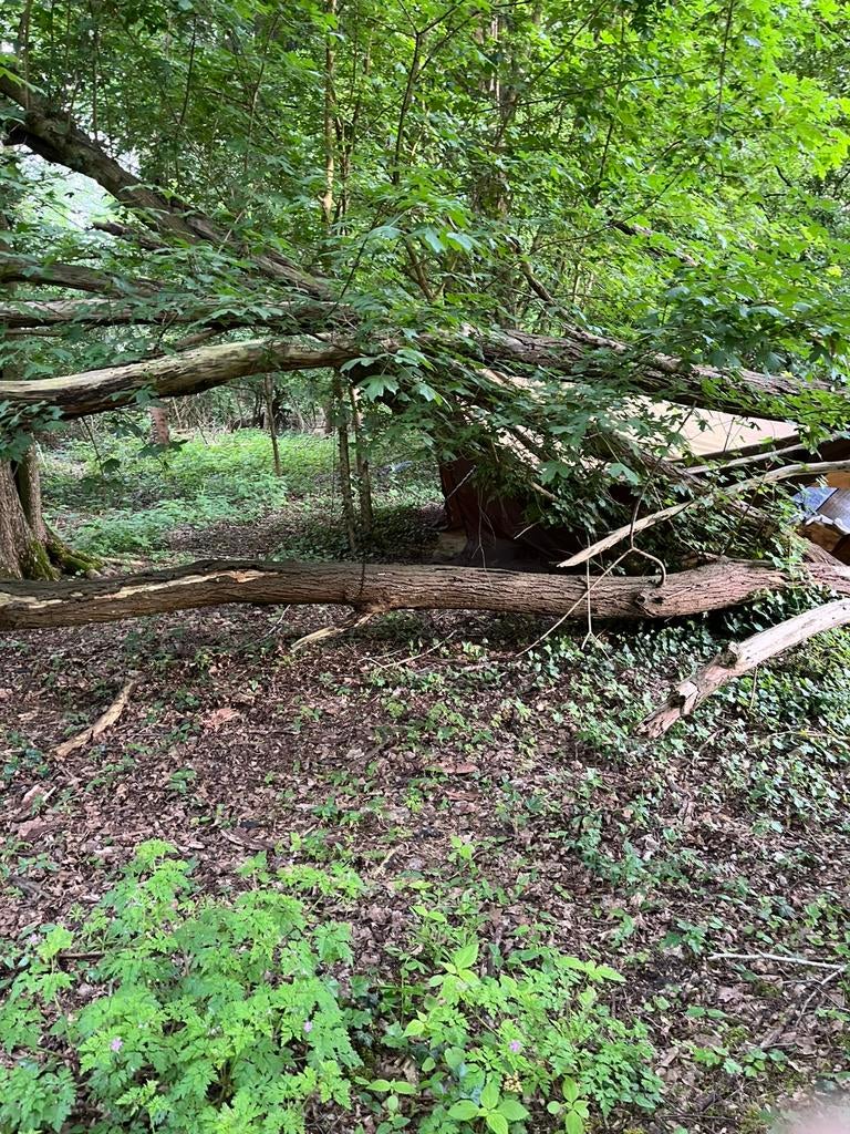 Gratis brandhout, snoeihout,haardhout, Ophalen, Halfschaduw, Overige soorten, 100 tot 250 cm