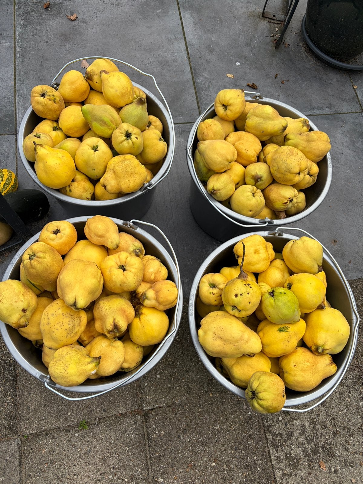 Te koop: biologische kweeperen, Ophalen, Minder dan 100 cm, Overige soorten, Zomer