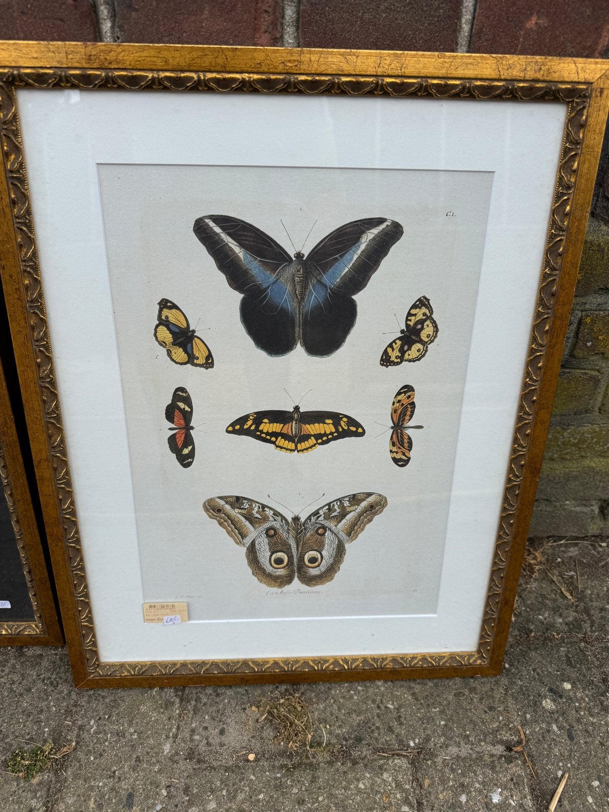 Ingelijste vlinderprint - Decoratieve kunst t.e.a.b, Ophalen, Print, Prent, Ingelijst