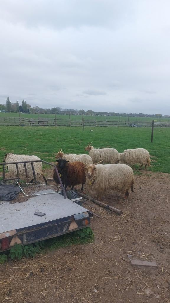 2 racka ooien  tekoop, Dieren en Toebehoren, Schapen, Geiten en Varkens, Vrouwelijk, Schaap