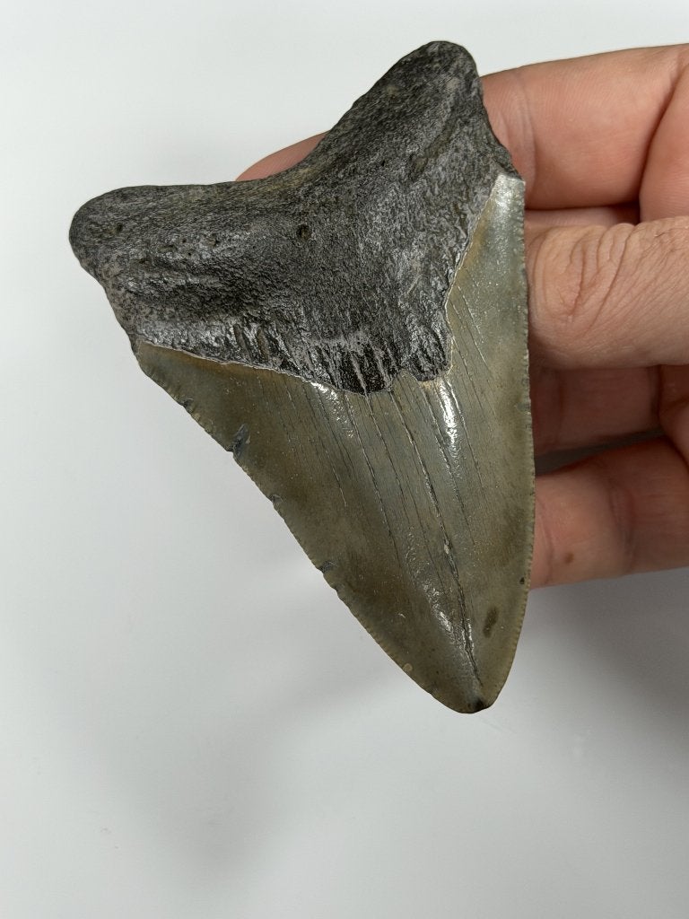 Megalodon tand XL -Nergens goedkoper #8, Verzamelen, Ophalen of Verzenden, Fossiel