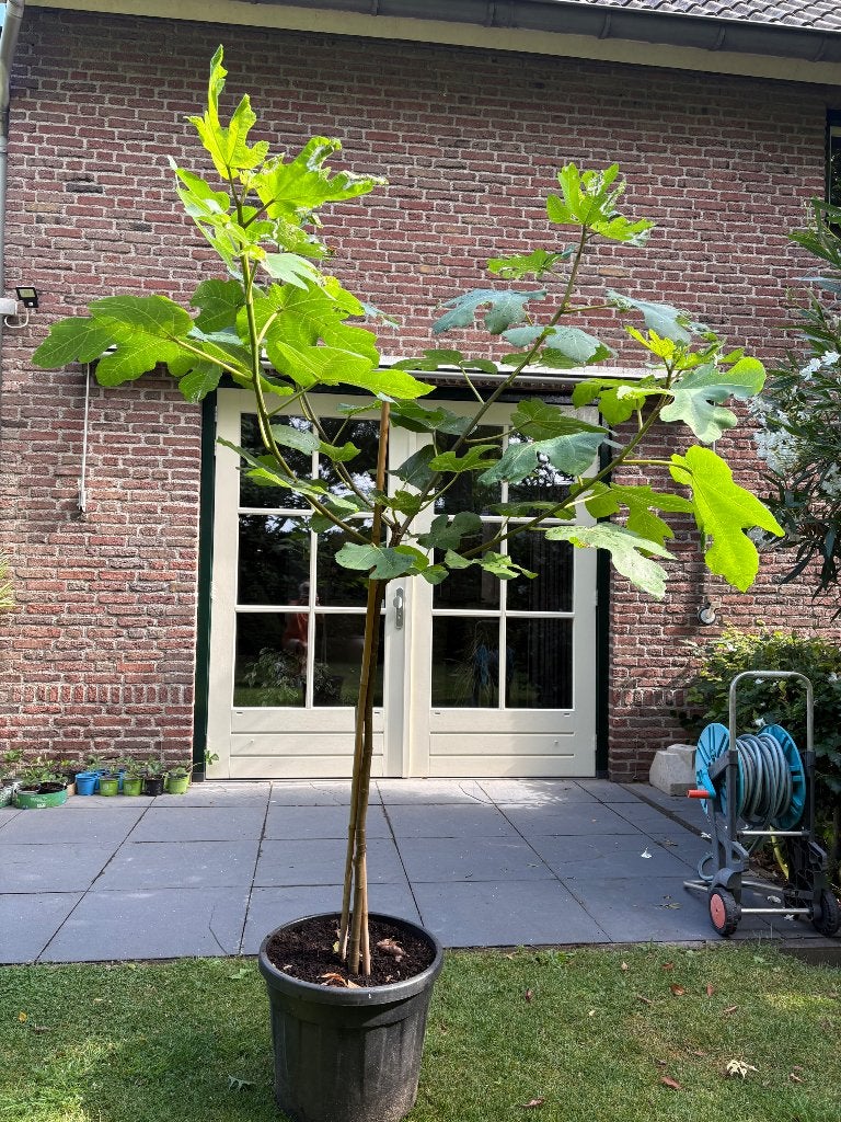 Vijgenboom, Ophalen, Bloeit niet, Overige soorten, Volle zon