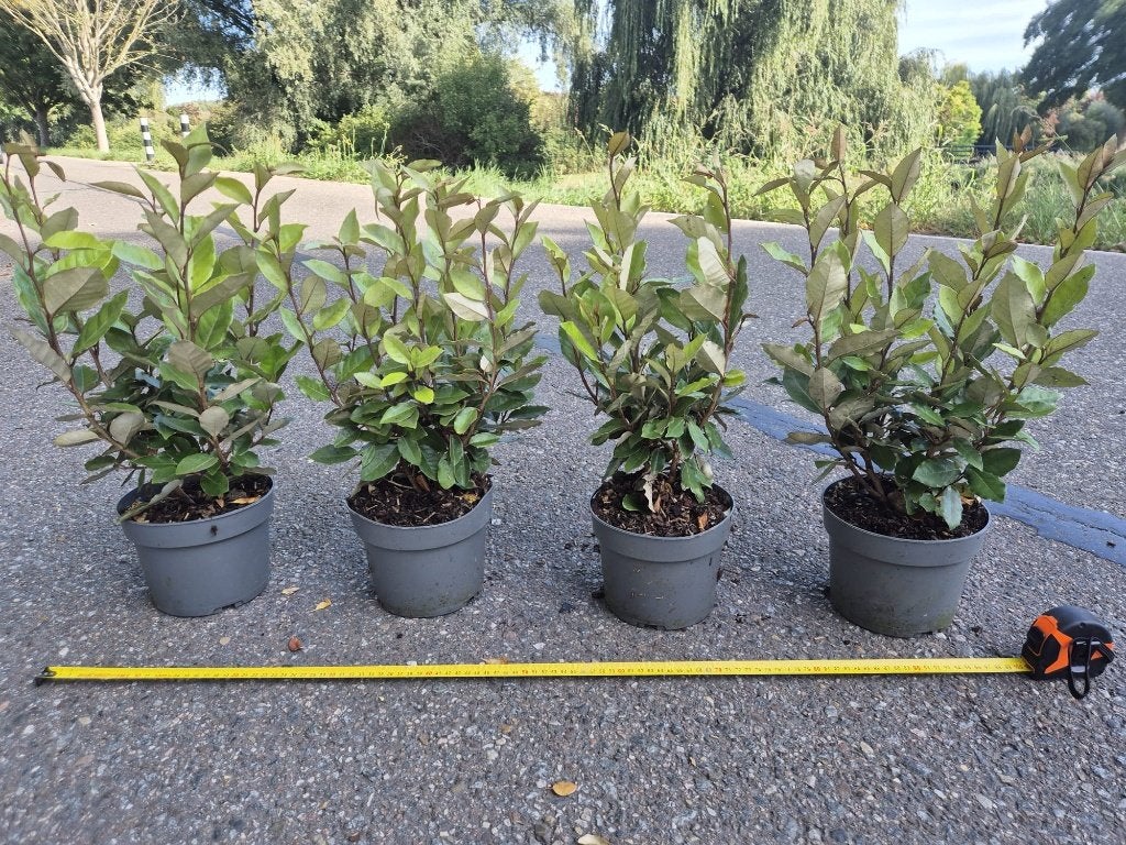 Olijfwilg compacta haagplanten, Verzenden, Overige soorten, Haag, Minder dan 100 cm