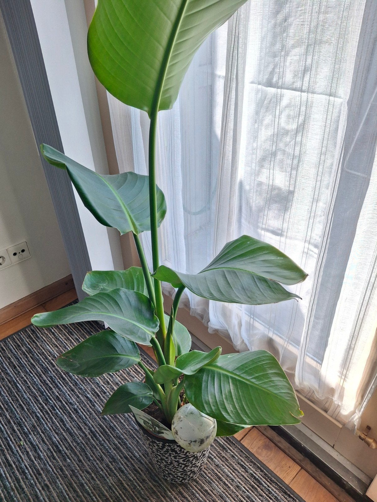 Strelitzia Nicolai plant met pot, Ophalen, 100 tot 150 cm, Overige soorten, Halfschaduw