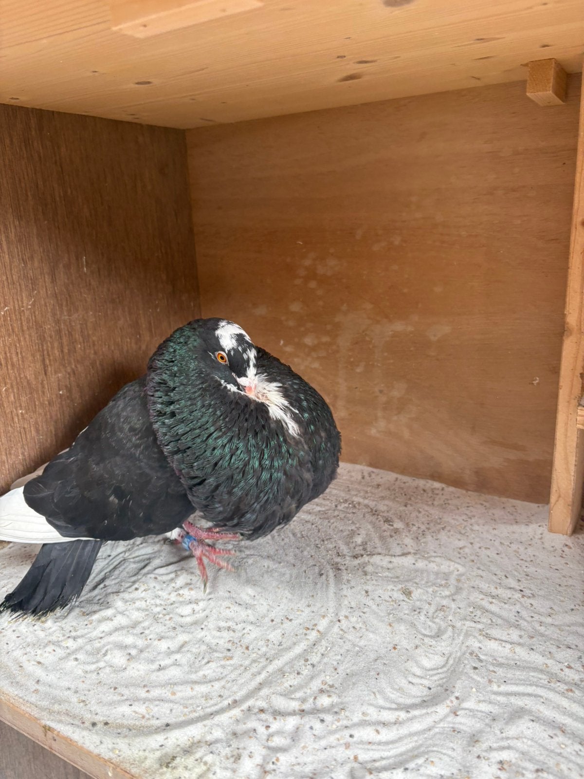Gaditano doffer, Dieren en Toebehoren, Mannelijk, Kropper