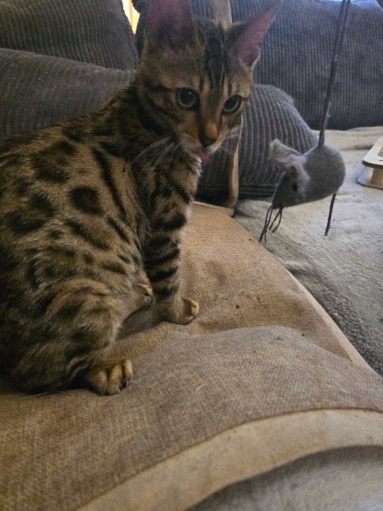 Bengaalse kittens, Dieren en Toebehoren, Katten en Kittens | Raskatten | Korthaar, Kater, Gechipt, 0 tot 2 jaar