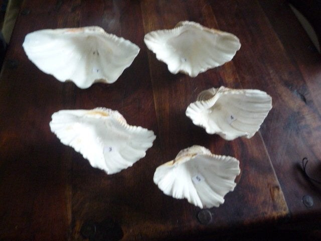 100 jaar  oude schelpen  tridacna doopvont, Verzamelen, Ophalen of Verzenden, Schelp(en)