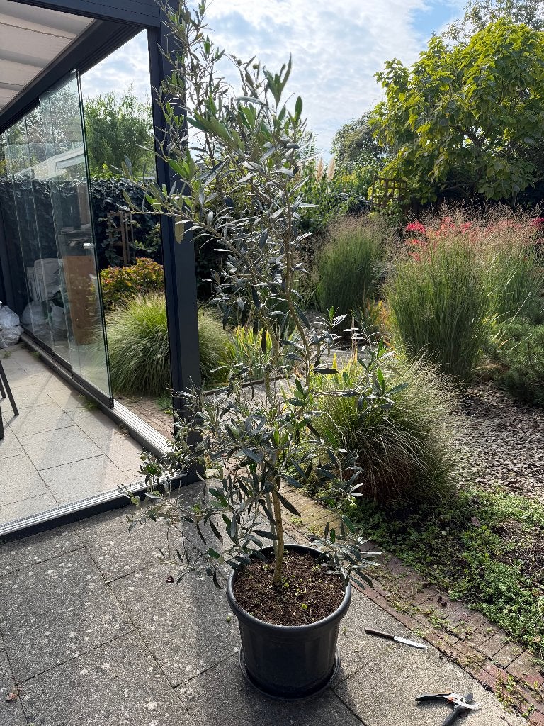 olijfboom in pot, Lente, 100 tot 250 cm, Olijfboom, Ophalen