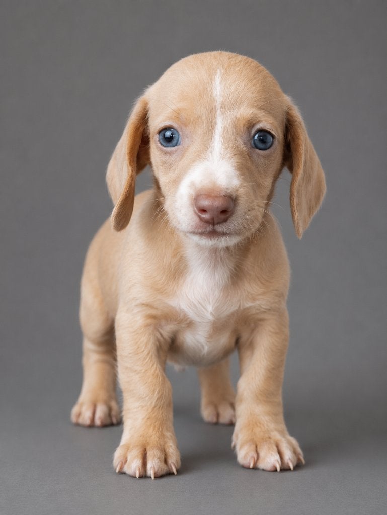 Super mooie, sociale dwergteckel pups, Parvo, België, Particulier, 8 tot 15 weken