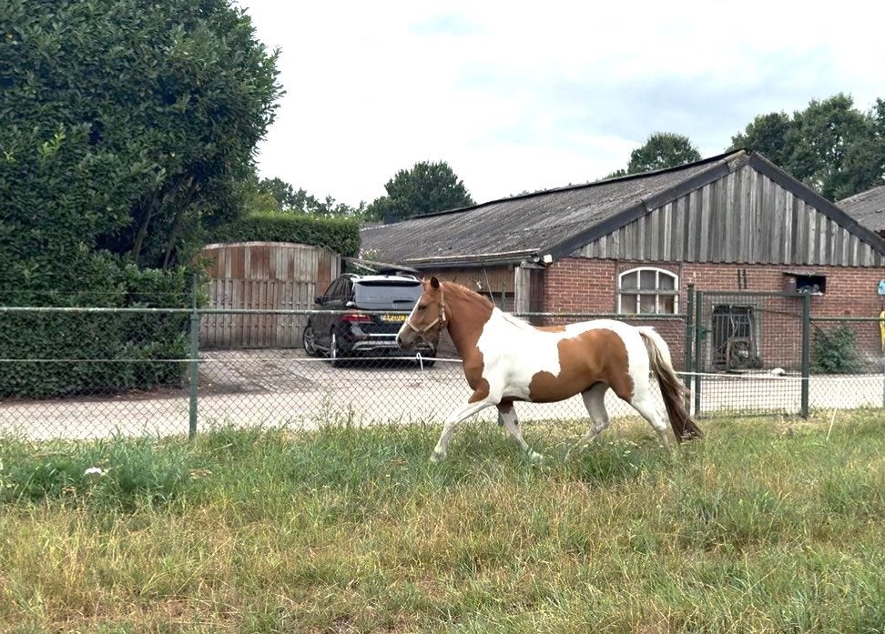 3 jarige merrie, Merrie, Met stamboom, Springpony, 3 tot 6 jaar