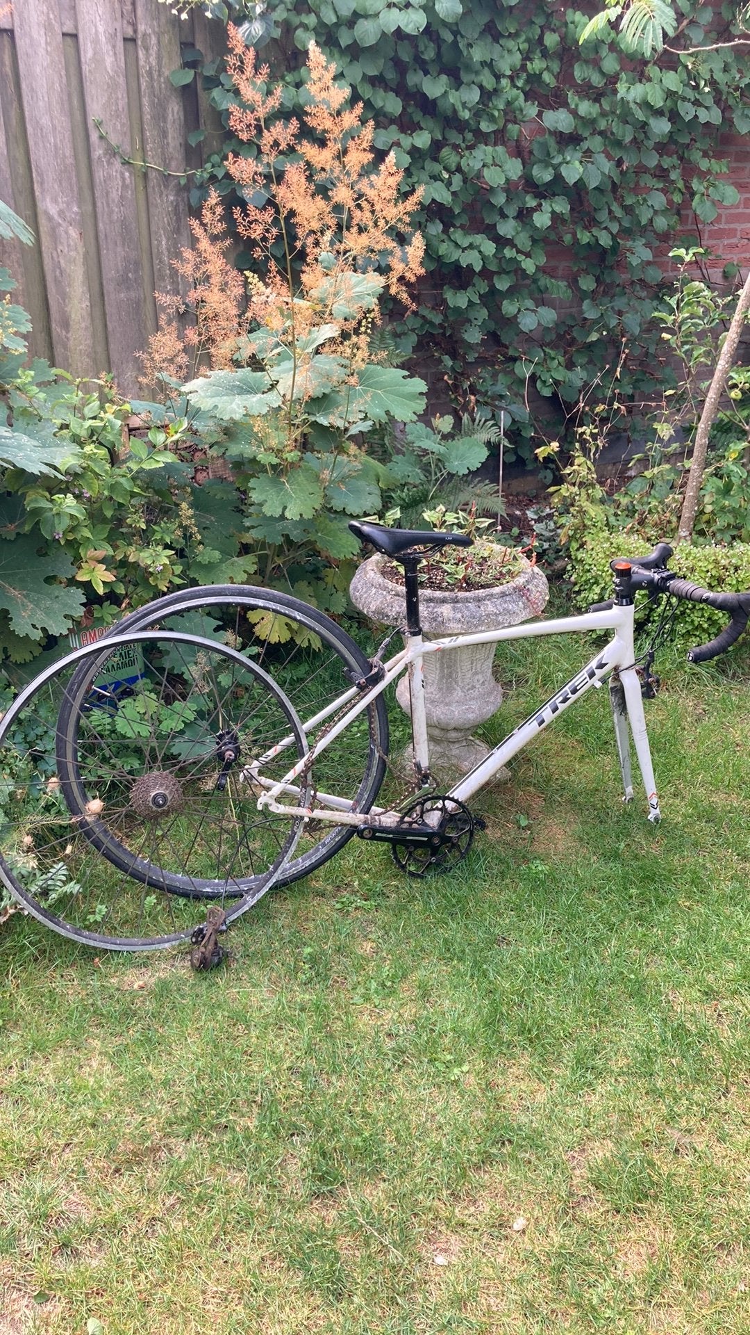 Trek Lexa racefiets - 53cm, Gebruikt, Aluminium, Dames, Meer dan 20 versnellingen
