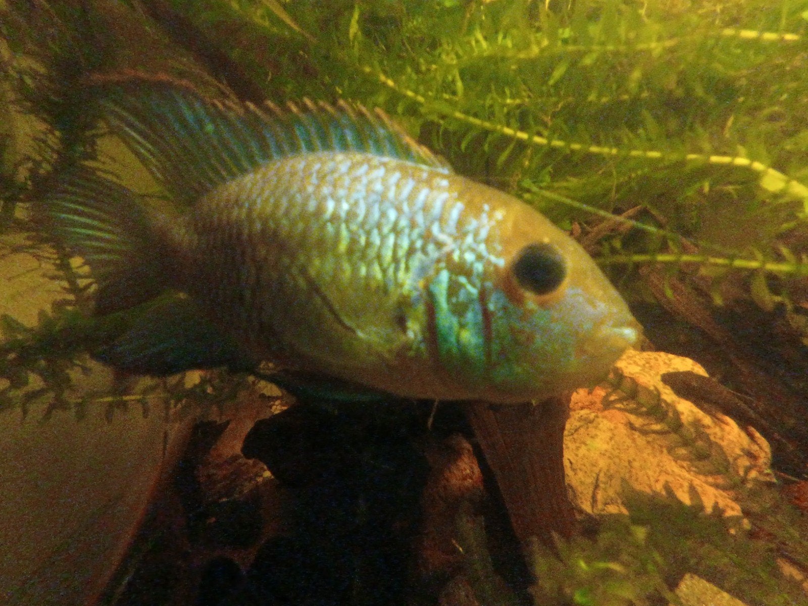 Blue acara, Aequidens pulcher. Cichlide (1 stuk), Dieren en Toebehoren, Vis, Zoetwatervis, Schoolvis