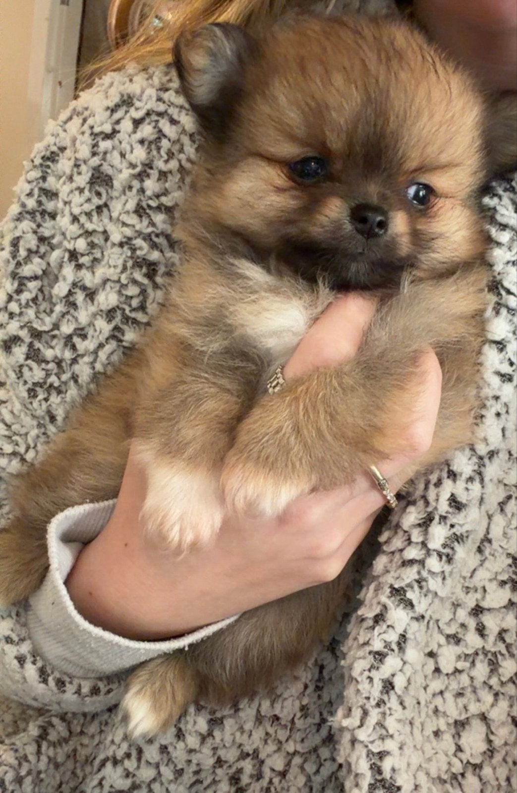 Pomchi pups ( extra klein ), Reu, 8 tot 15 weken, Meerdere, Klein