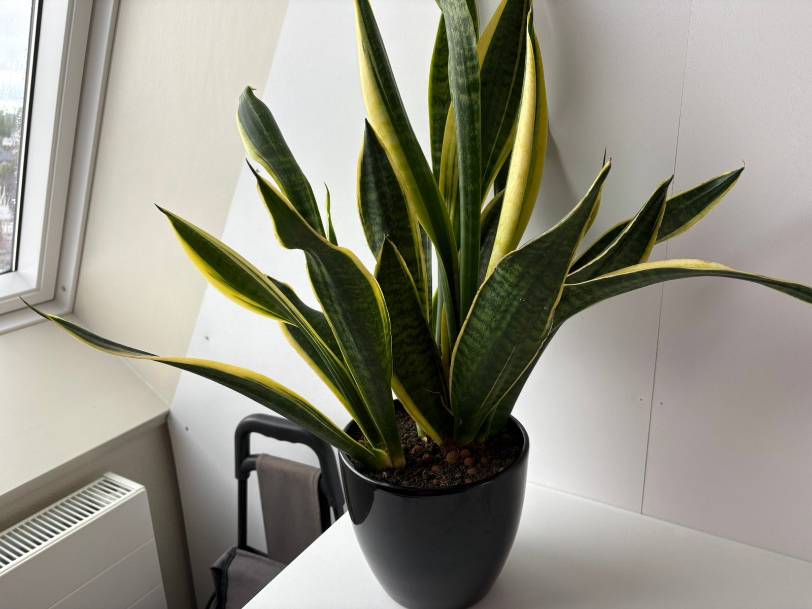 Sanseveria plant met  pot, Huis en Inrichting, Kamerplanten, Ophalen of Verzenden, Halfschaduw, Minder dan 100 cm