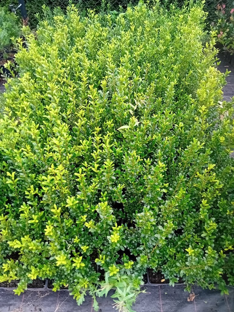 Ilex Luxus, Ophalen, Bloeit niet, Overige soorten, Halfschaduw