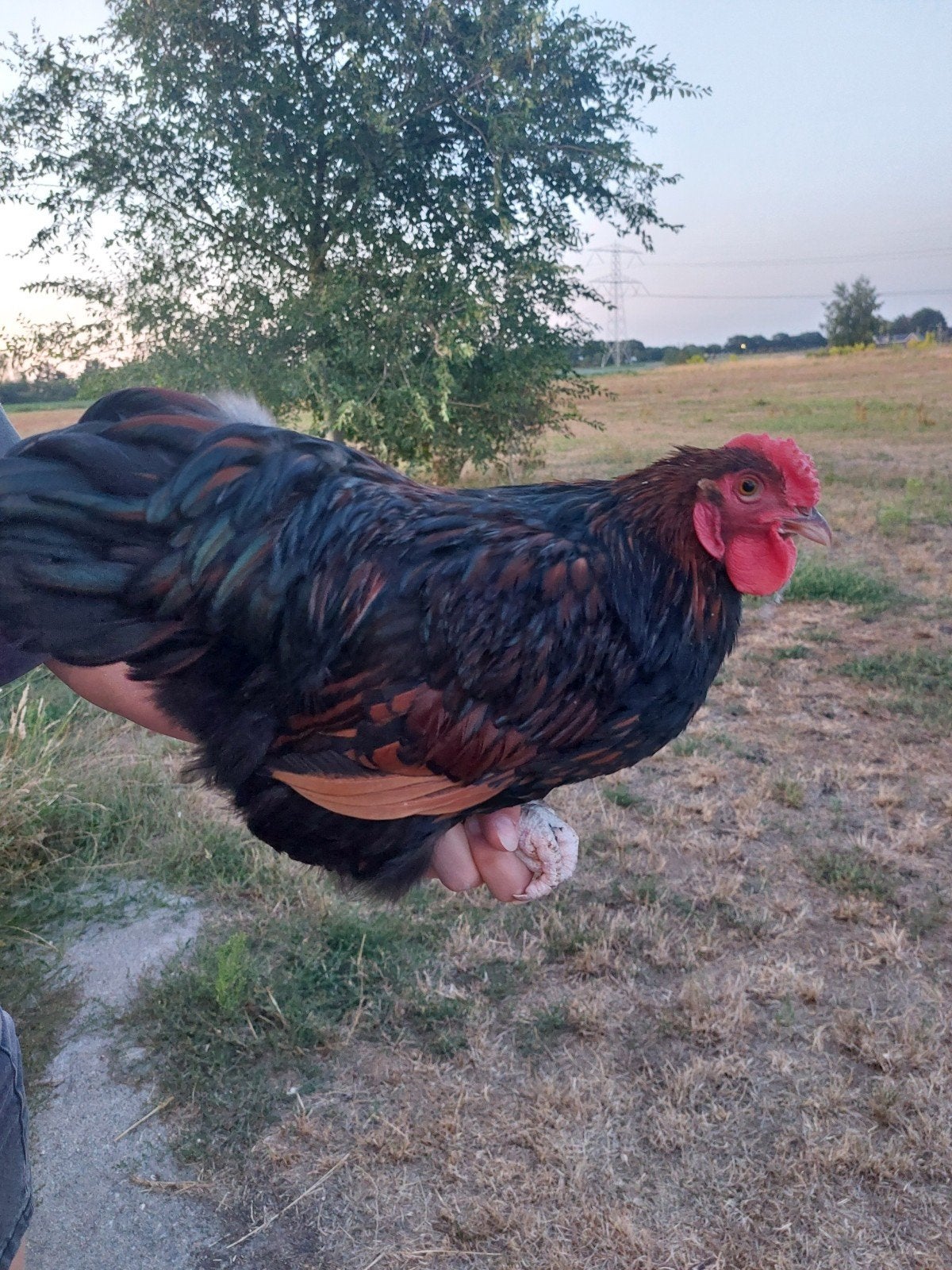 Mooie jonge Wayandotte kriel haan, Dieren en Toebehoren, Pluimvee, Mannelijk, Kip