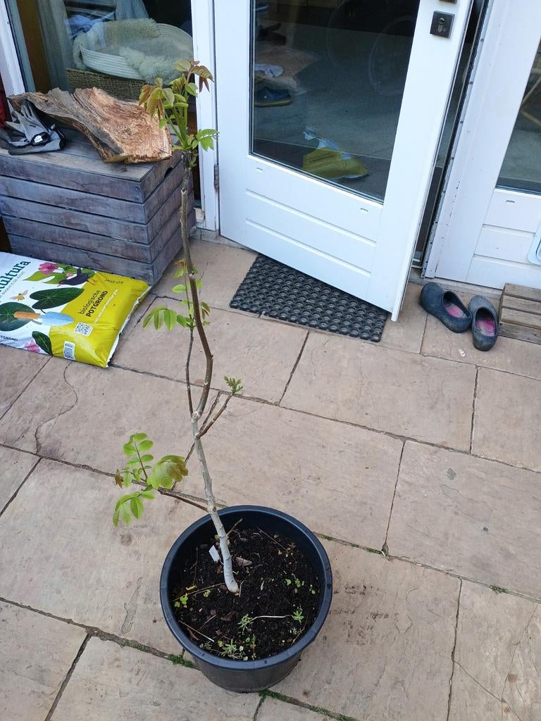Okkernoot / walnoot +/- 100 cm, Bloeit niet, Halfschaduw, Overige soorten, 100 tot 250 cm