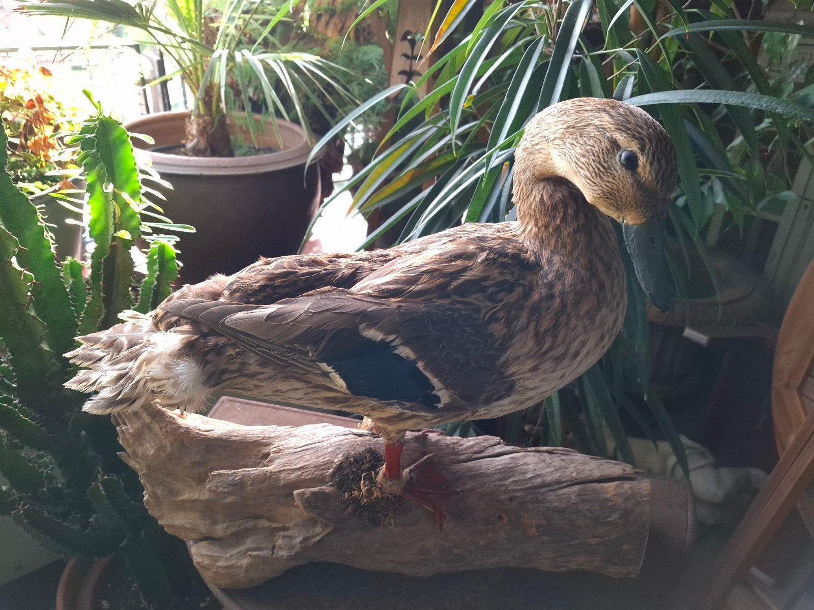 Opgezette Eend, Ophalen of Verzenden, Zo goed als nieuw, Vogel, Opgezet dier