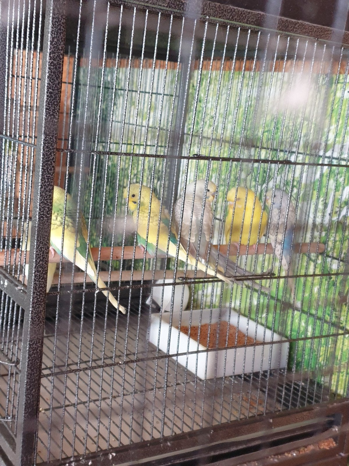 grasparkieten, Meerdere dieren, Parkiet
