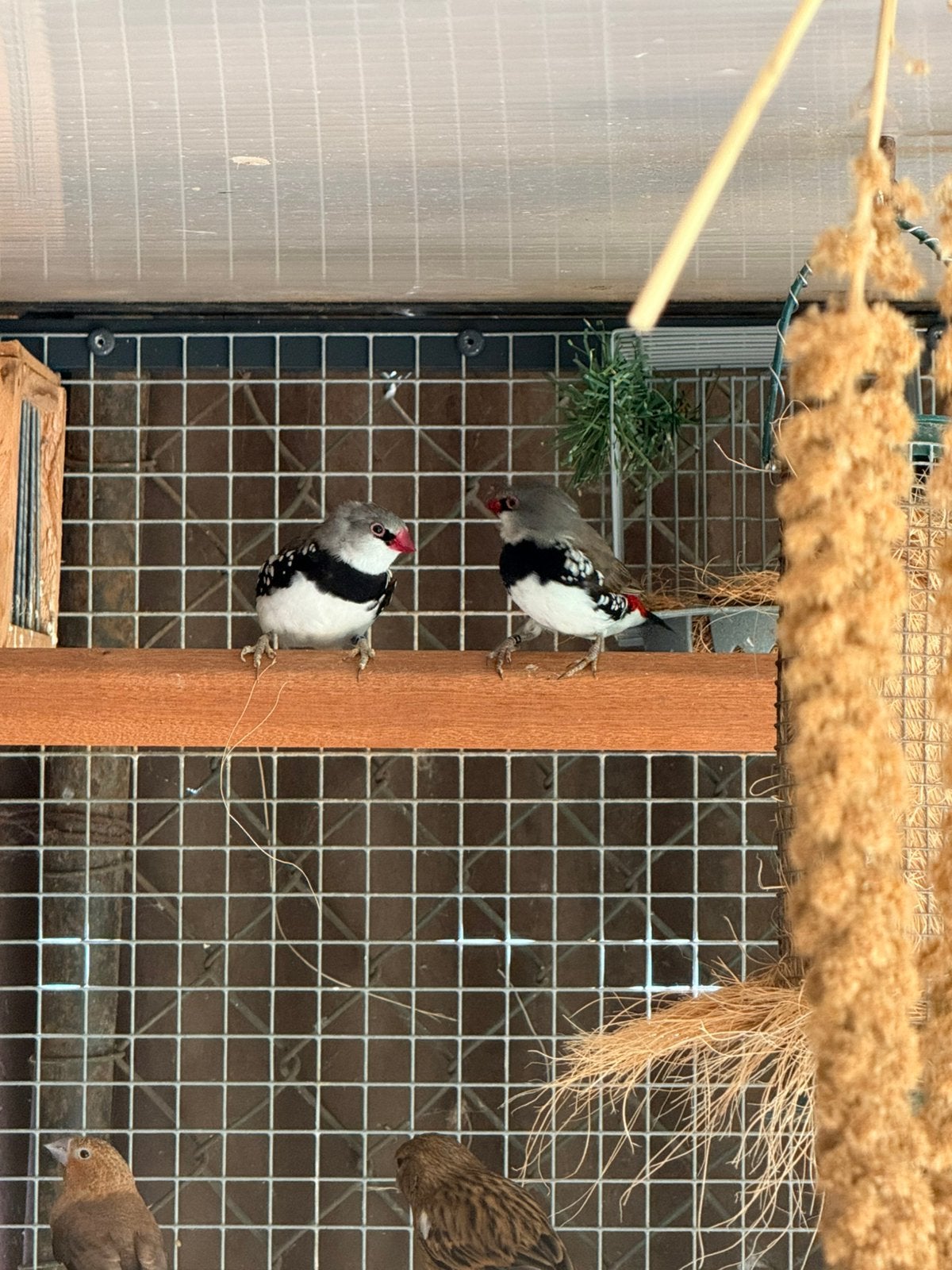 Koppel diamantvinken, Dieren en Toebehoren, Vogels | Overige Vogels, Meerdere dieren, Tropenvogel, Geringd