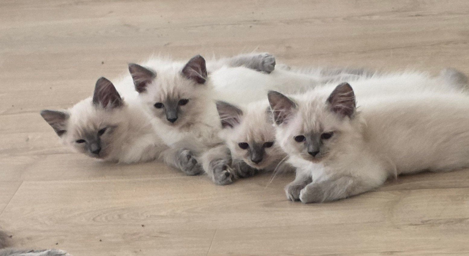 Lieve Ragdoll kittens ️ Mag nu verhuizen, Dieren en Toebehoren, Katten en Kittens | Raskatten | Langhaar, Gechipt