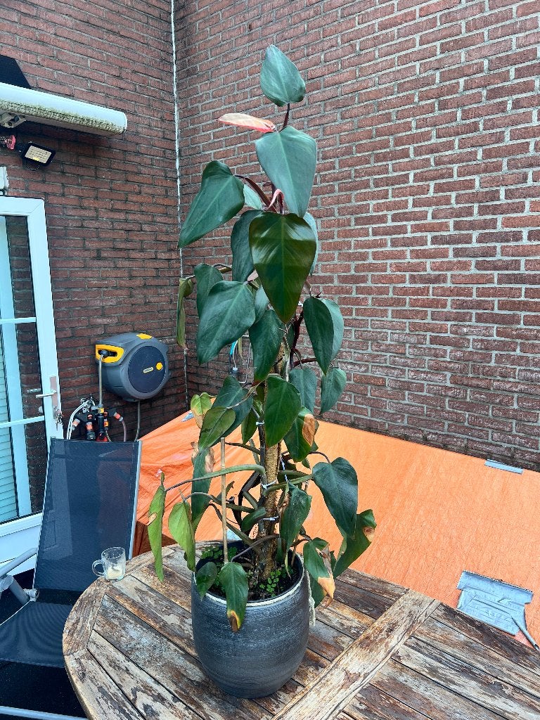 Philodendron Emerald Red Kamerplant, Ophalen, 100 tot 150 cm, Overige soorten, Halfschaduw