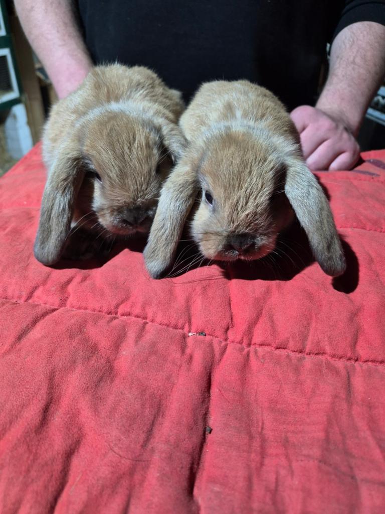 Leuke Nederlandse hangoordwerg konijntjes, Dieren en Toebehoren, Meerdere dieren, Dwerg, Hangoor, 0 tot 2 jaar