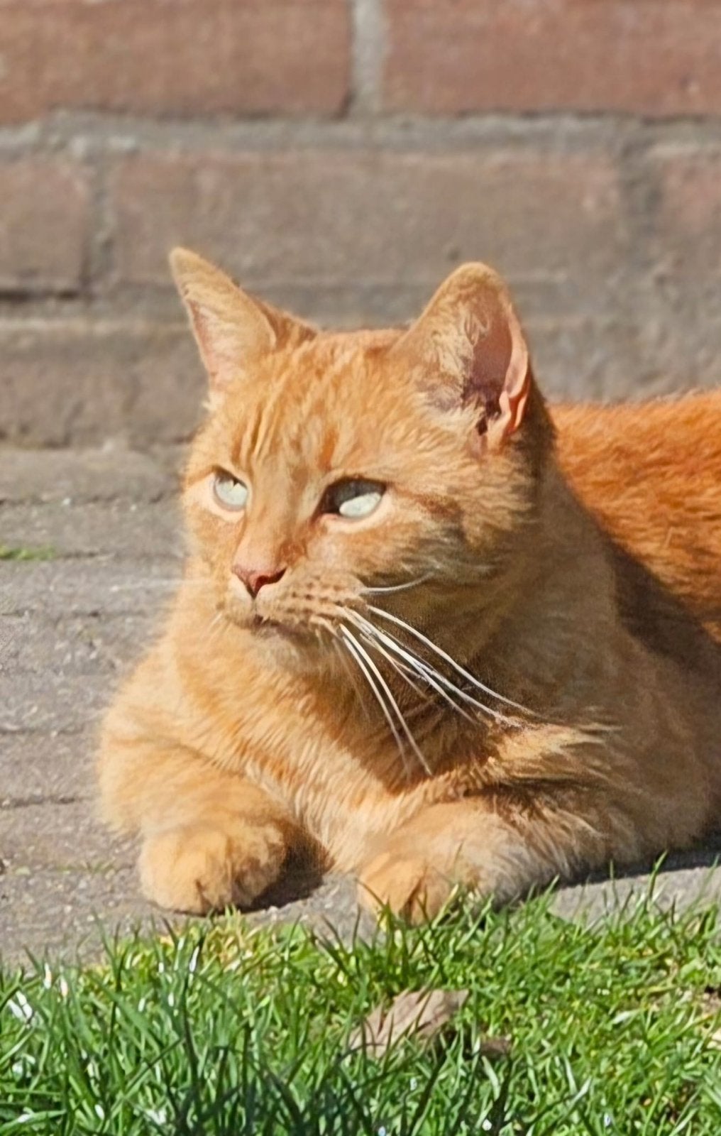 Kat vermist in Heino, Kater