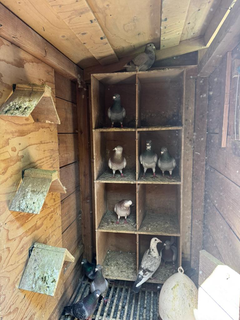 Postduiven doffers, Dieren en Toebehoren, Vogels | Duiven, Mannelijk, Postduif