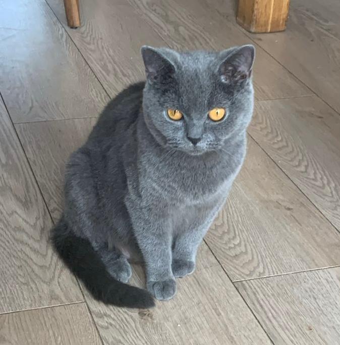 Britse korthaar poes, Kater, Ontwormd, 0 tot 2 jaar